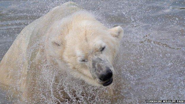 Polar bear Victor