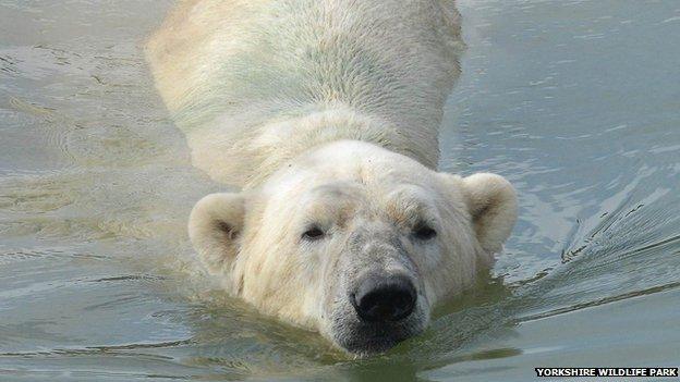 Victor the polar bear