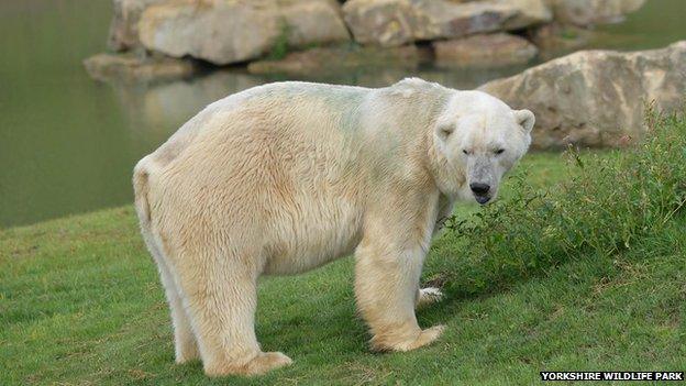 Polar bear Victor