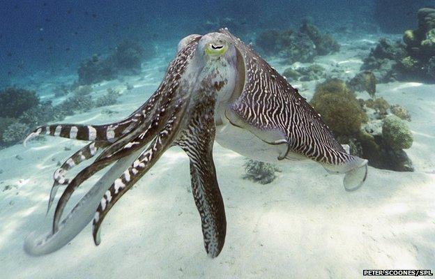 cuttlefish