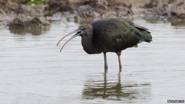 Glossy ibis