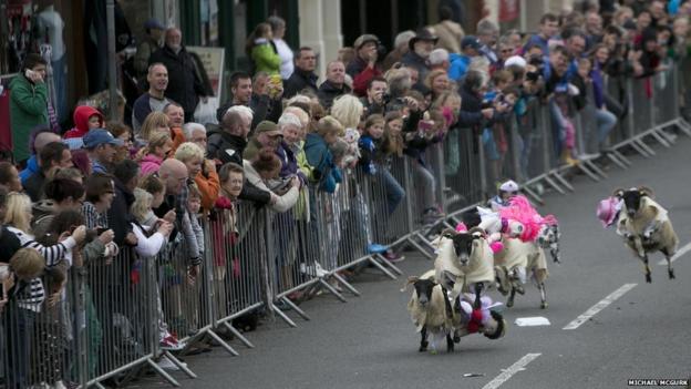 In pictures: Moffat sheep races - BBC News