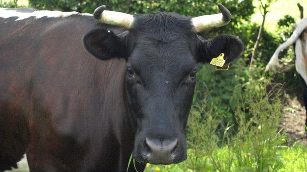 A Gloucester cow