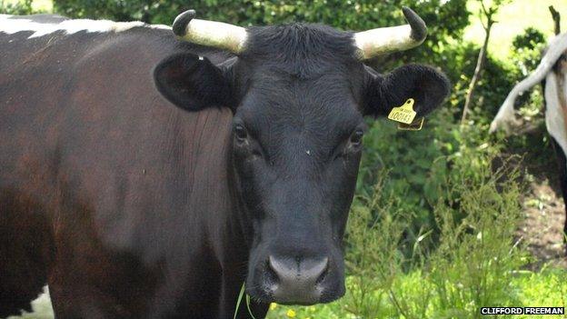 A Gloucester cow