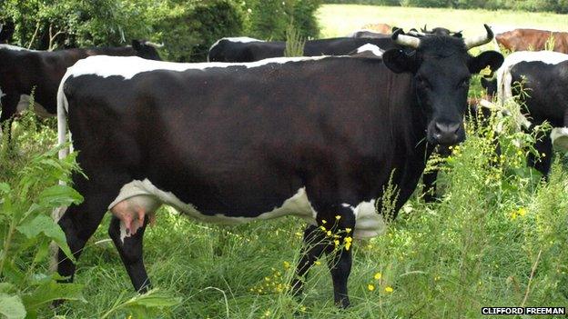 A herd of Gloucester Cattle