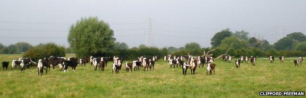 A herd of Gloucester Cattle