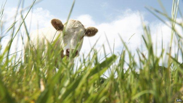 cow in field