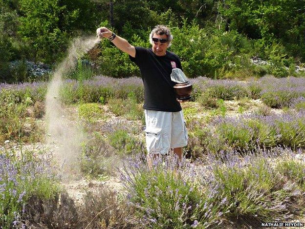 A man scattering ashes in a lavender field