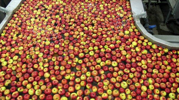 Apples being processed at farm