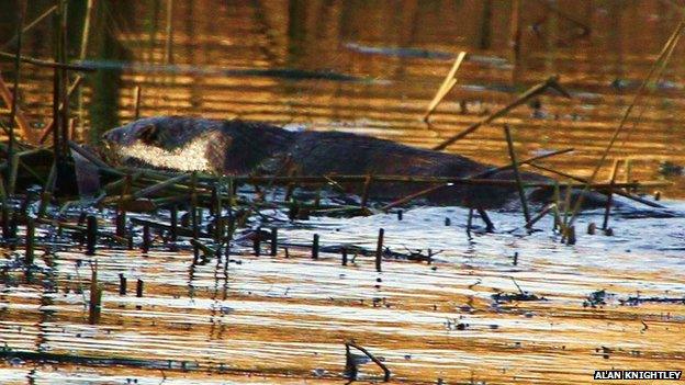 An otter was photographed at Attenborough