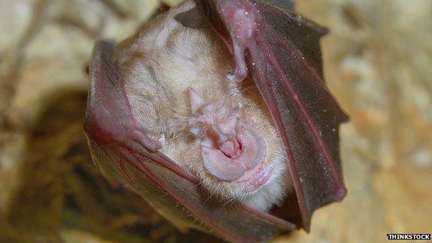 A greater horseshoe bat