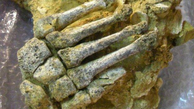 Neanderthal foot remains