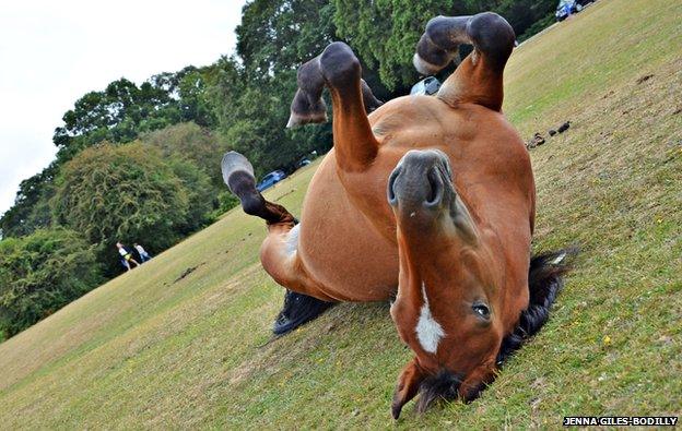 New Forest pony on its back