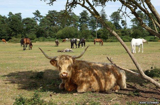 'A little summer shade' by John Cuthbert