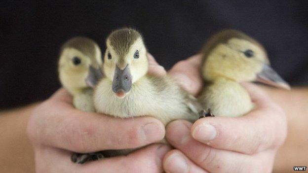 Madagascar pochard ducklings (c) WWT