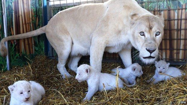 Lion cubs at circus