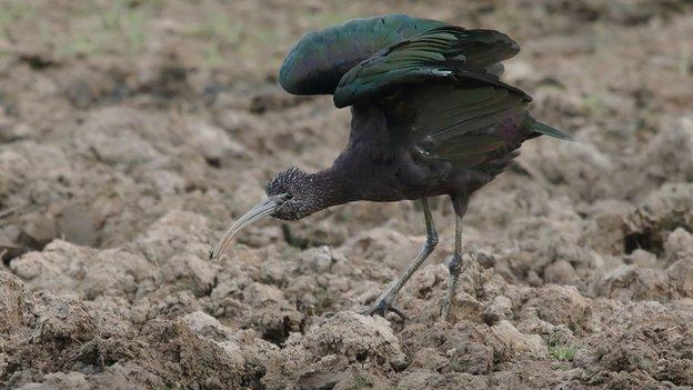 Glossy ibis stretching wings