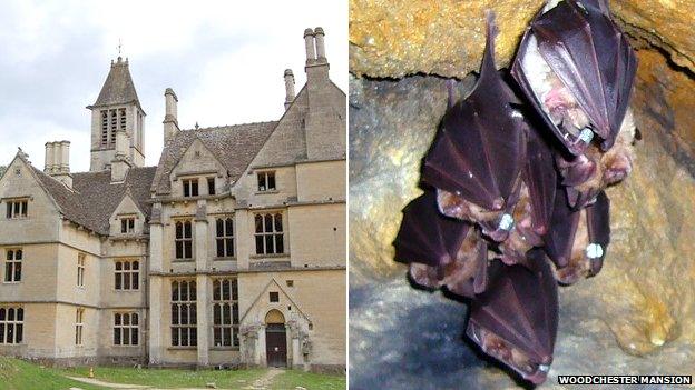 Woodchester Mansion and its colony of greater horseshoe bats