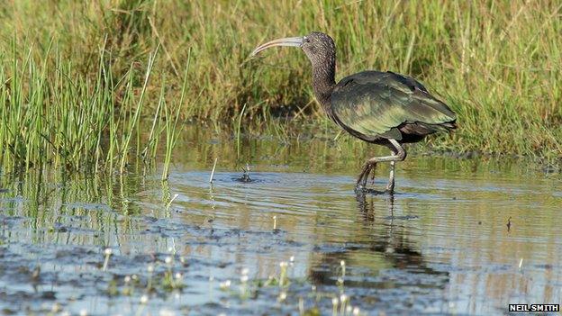 Glossy ibis wading through water