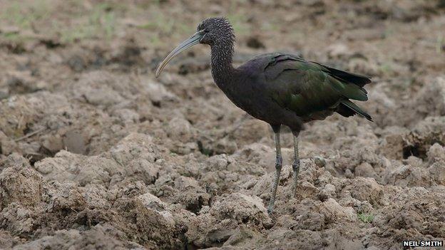 Glossy ibis on mud