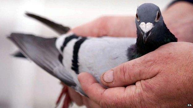 A racing pigeon being cupped in a pair of hands