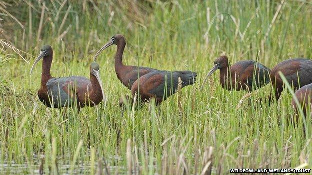 Four glossy ibises