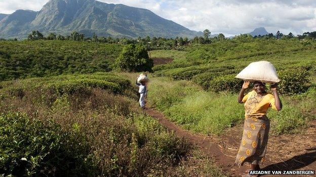 People crossing a tea plantation in Gurue province. Mozambique agriculture remains underdeveloped.