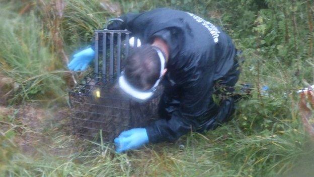 Uckfield badger vaccination