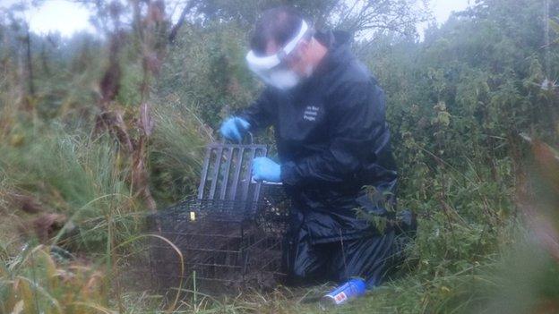 Uckfield badger vaccination