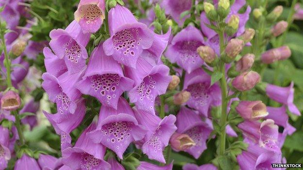 Foxglove