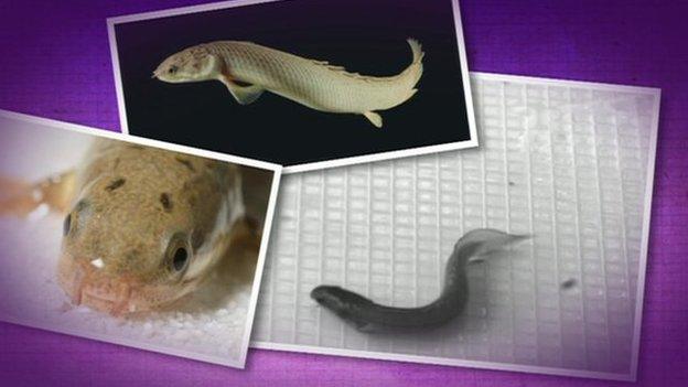 The 'walking' fish, Polypterus.