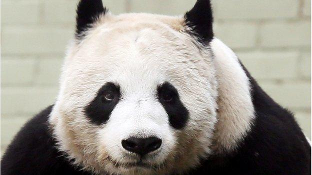 Tian Tian has been in Edinburgh for almost three years