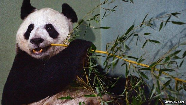 Tian Tian was artificially inseminated in April