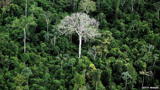 The Amazon rainforest on June 15, 2012, near Altamira, Brazil.