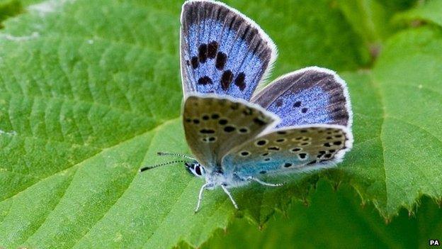 Large Blue butterfly