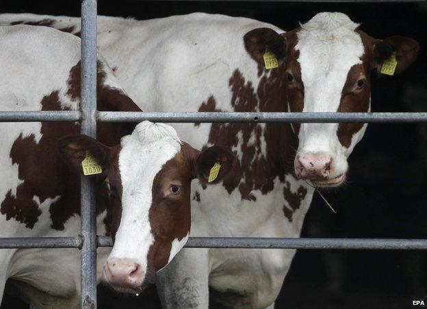 Dairy cows in Latvia - file pic