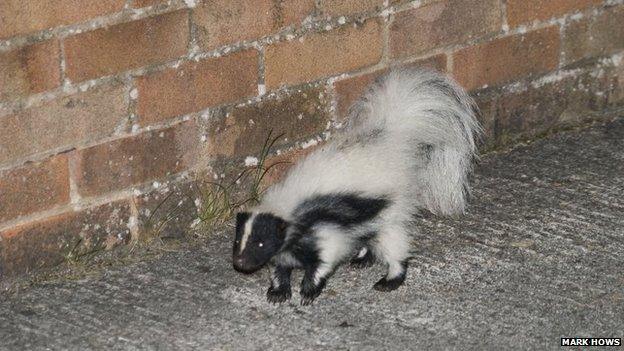 Skunk