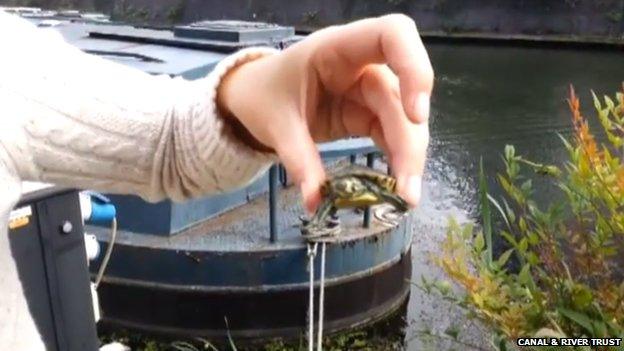 Baby terrapin