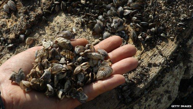 Quagga mussels