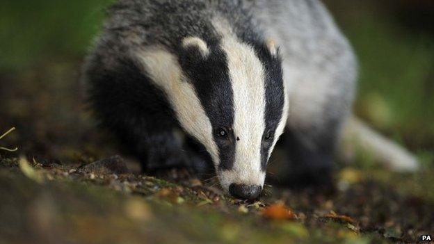 Badger walking in undergrowth