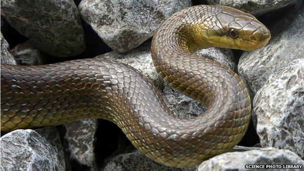 Aesculapian snake