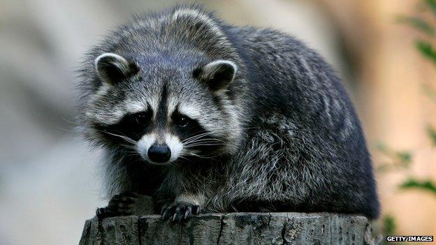 Raccoon