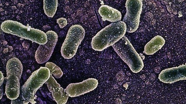 Salmonella Enteritidis bacterium