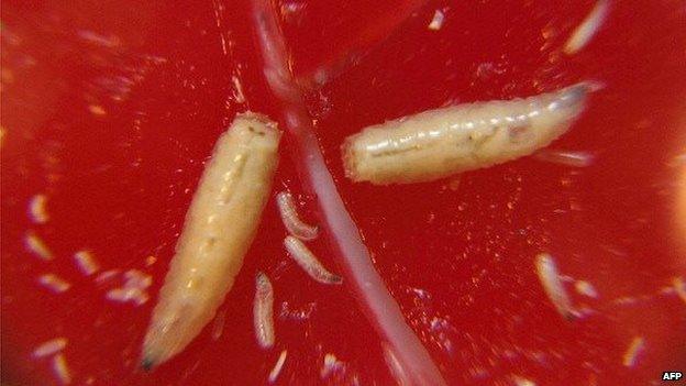 Larvae of the green bottle fly sitting on a nutriment base made of horse blood seen through a magnifying glass at the pharmaceutical company in Germany - 26 August 2004