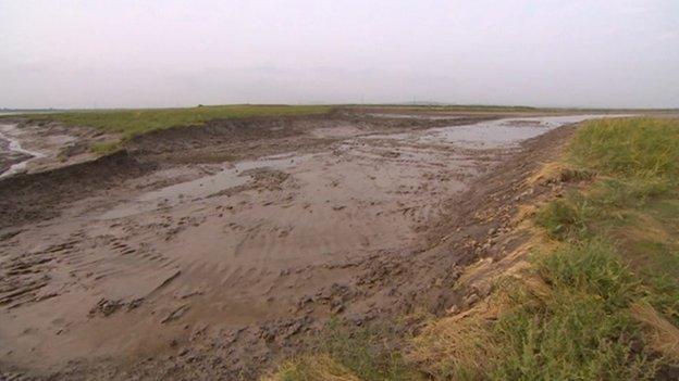 Steart Marshes