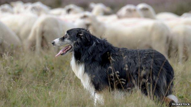 Sheepdog