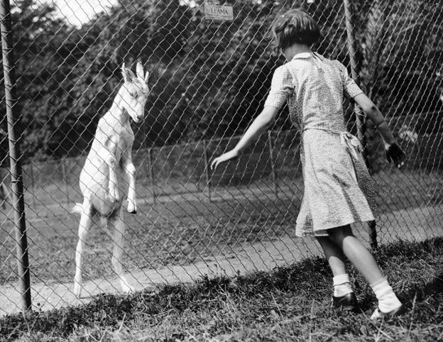 Girl plays with goat