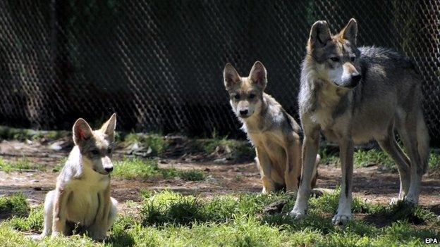 Handout picture made available by the Mexican Secretary Office of Environment on 3 September 2014 showing two wolf cubs in Mexico City