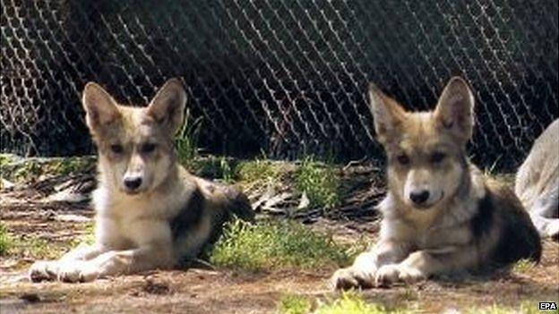 Handout picture made available by the Mexican Secretary Office of Environment on 3 September 2014 showing two wolf cubs in Mexico City