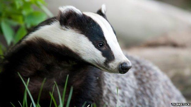 Badger